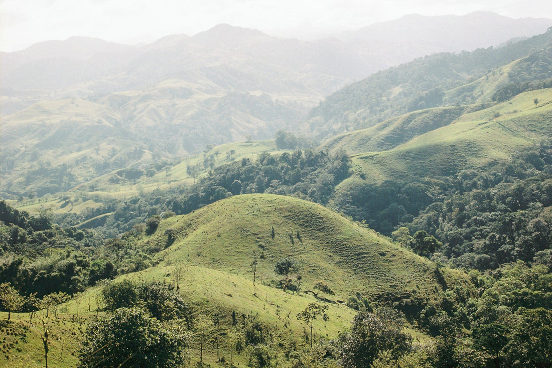 Exploring Specialty Coffee in Costa Rica