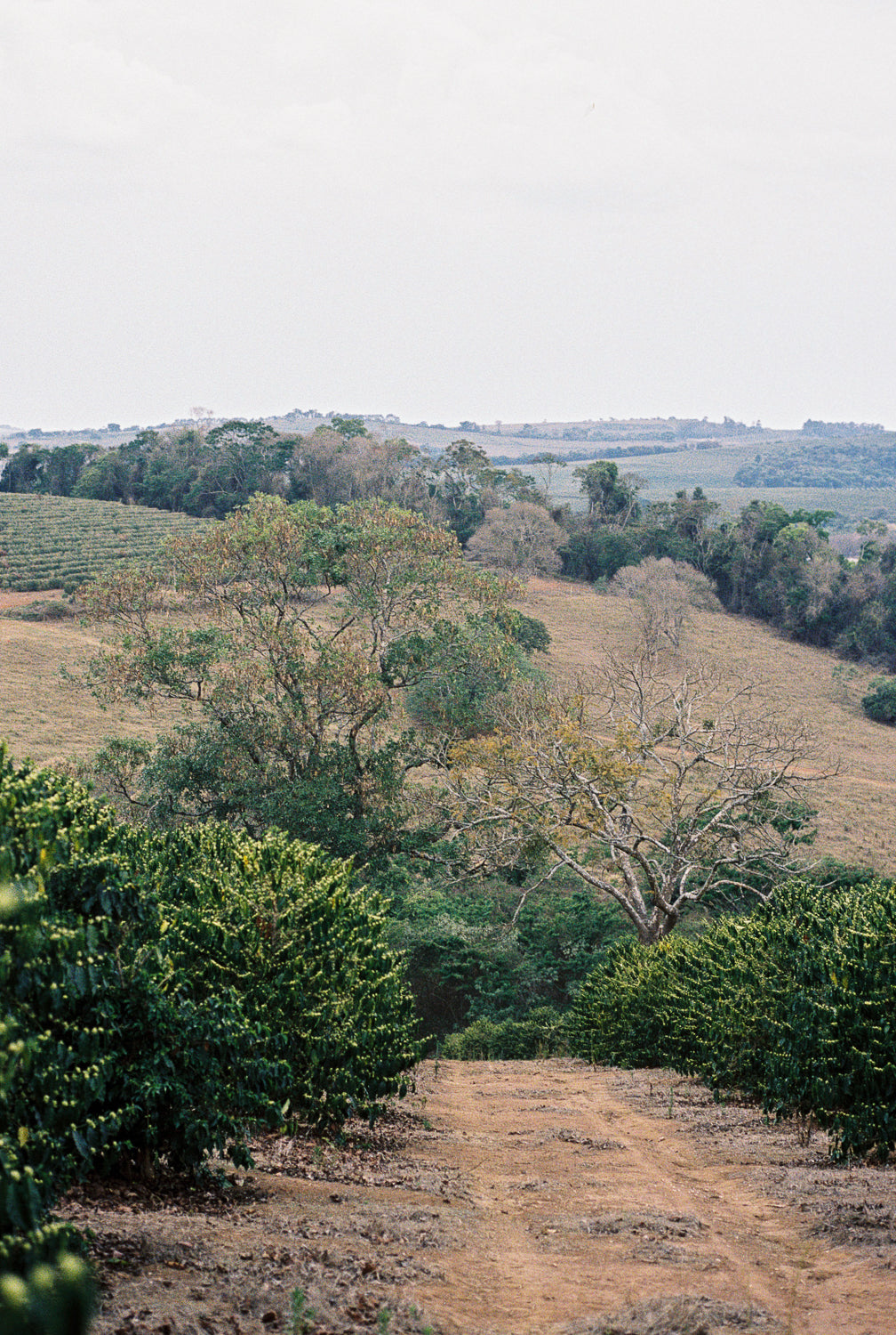Brazil Otavio