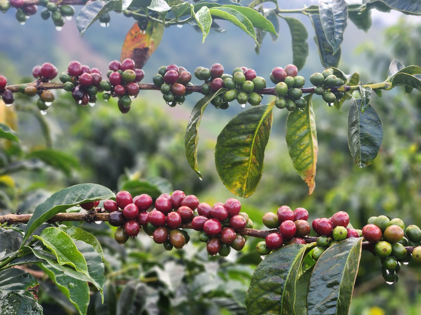 Colombia El Oasis Gesha