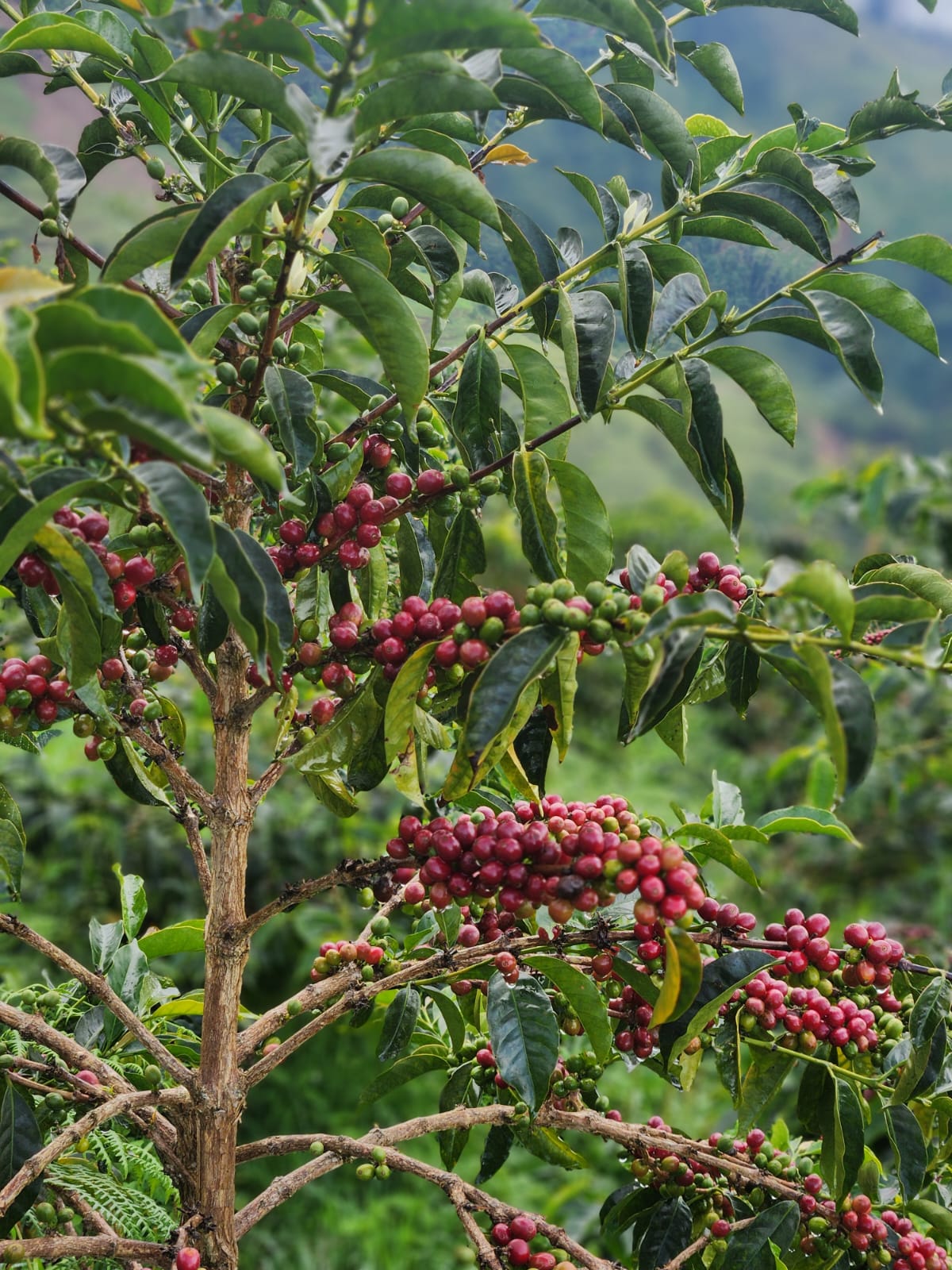 Colombia El Oasis Gesha