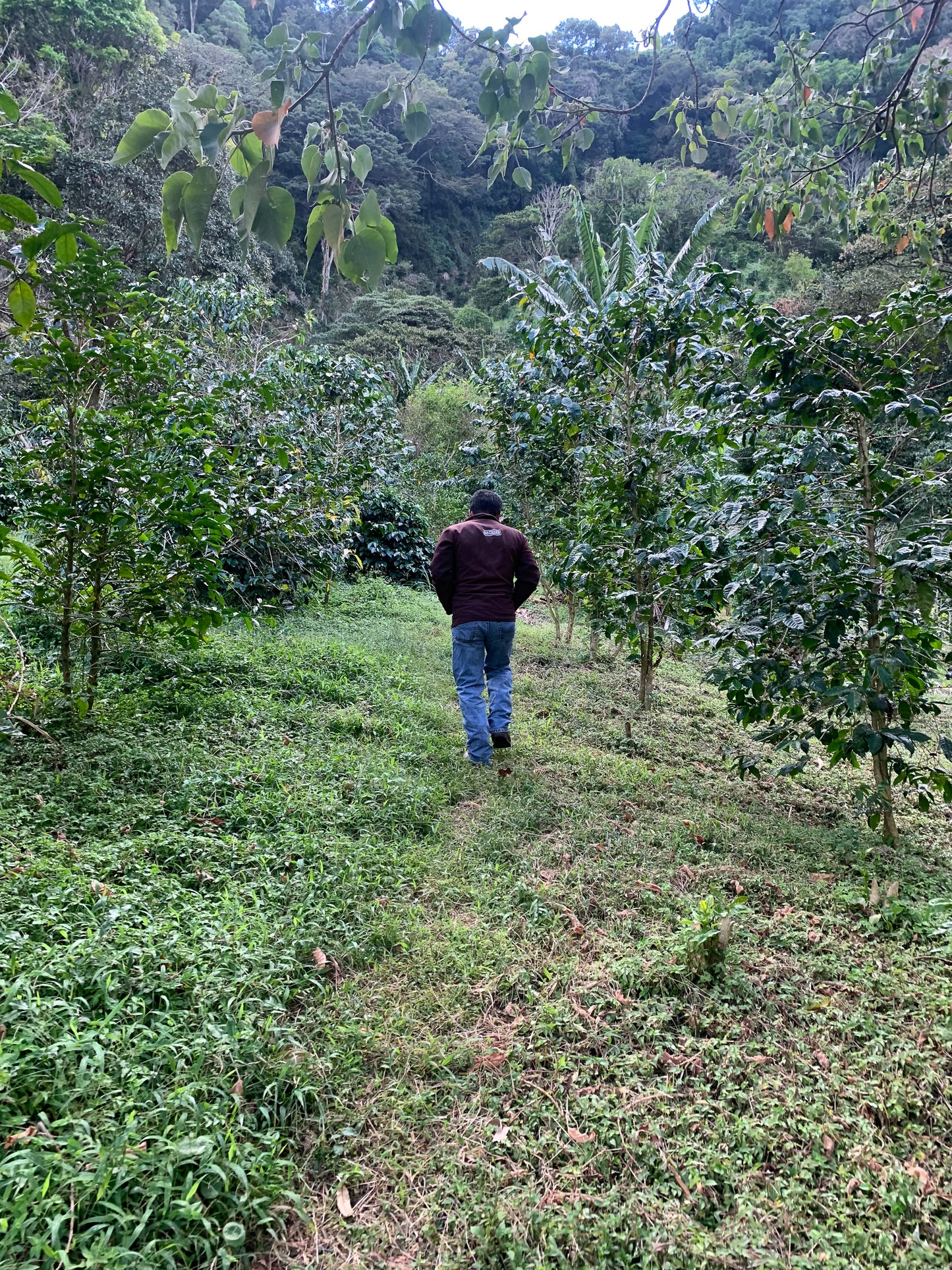 Panama Don Benjie Gesha