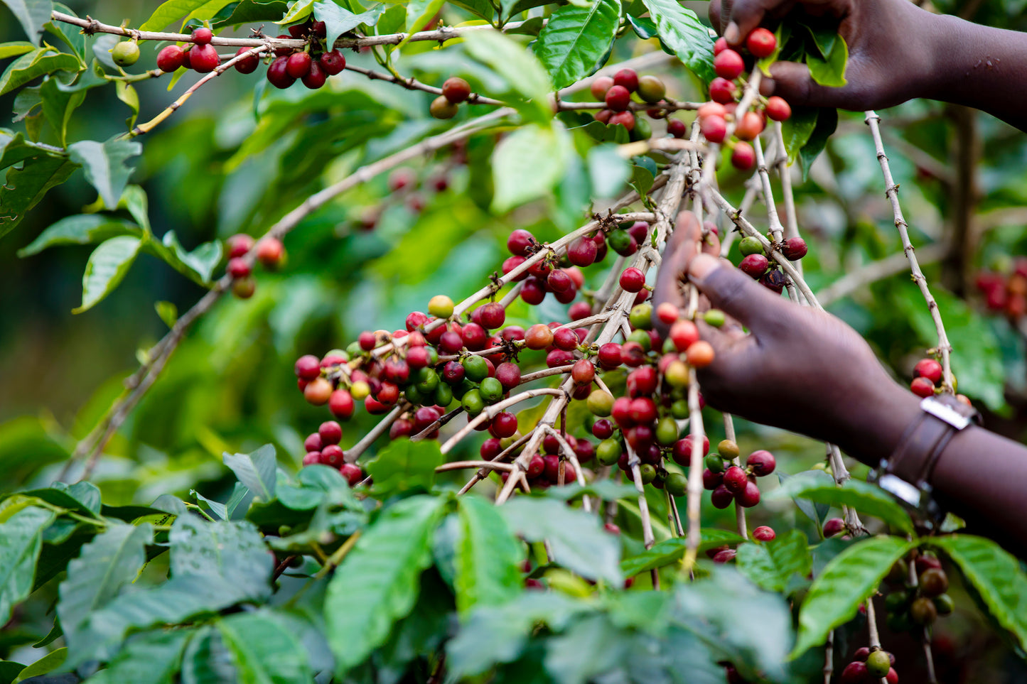 Rwanda Rugori