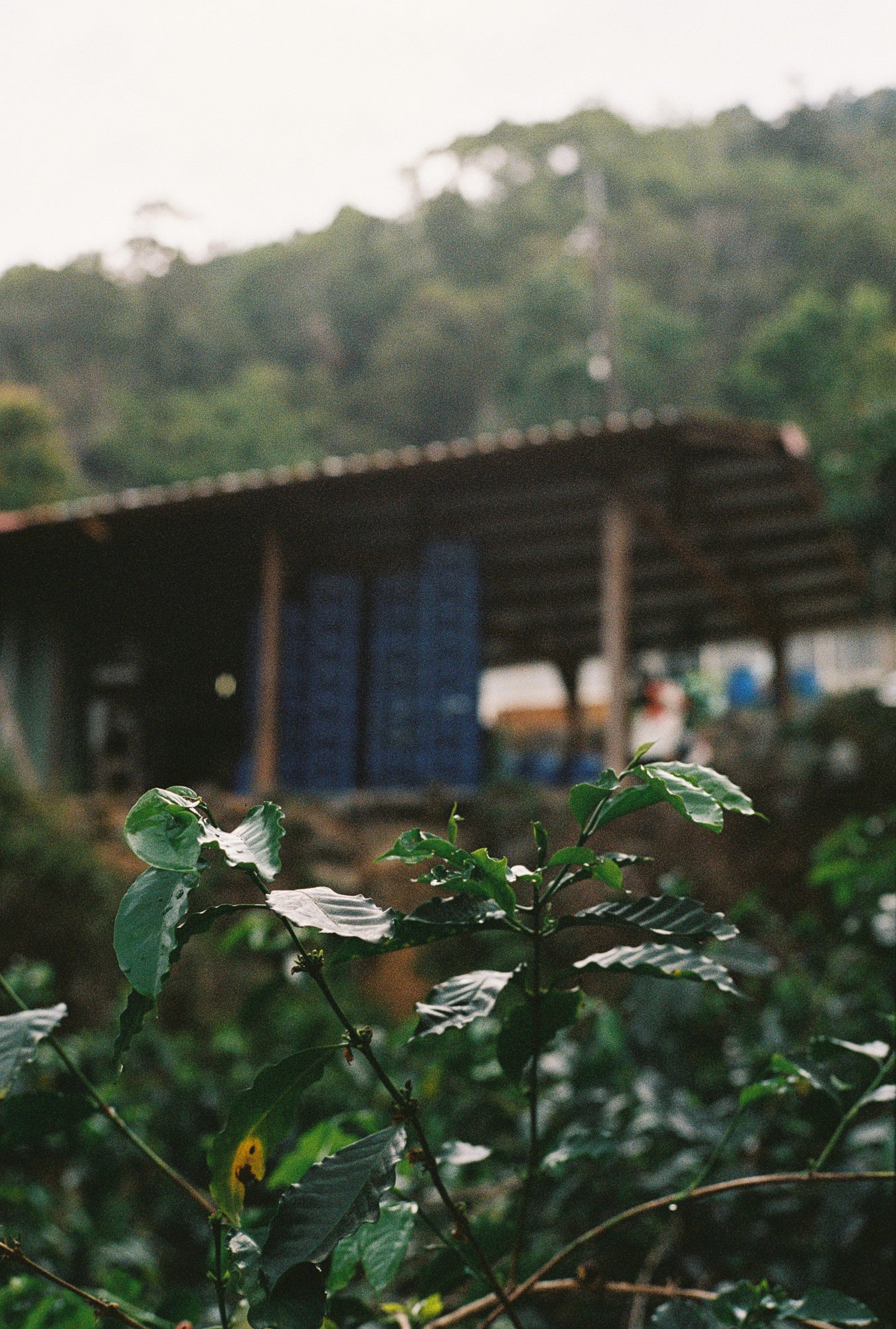 Taiwan Yangui Gesha